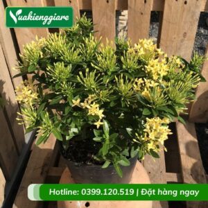 Cây trang thái vàng