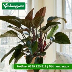 Cây trầu bà đế vương nâu nội thất