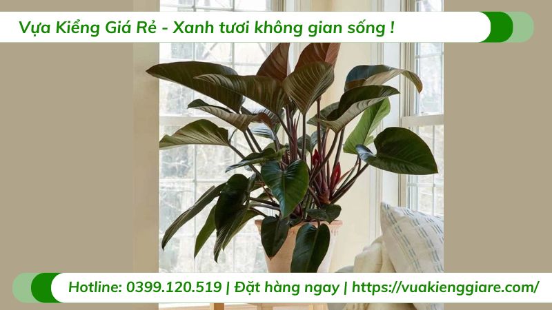 Cây trầu bà đế vương nâu nội thất 