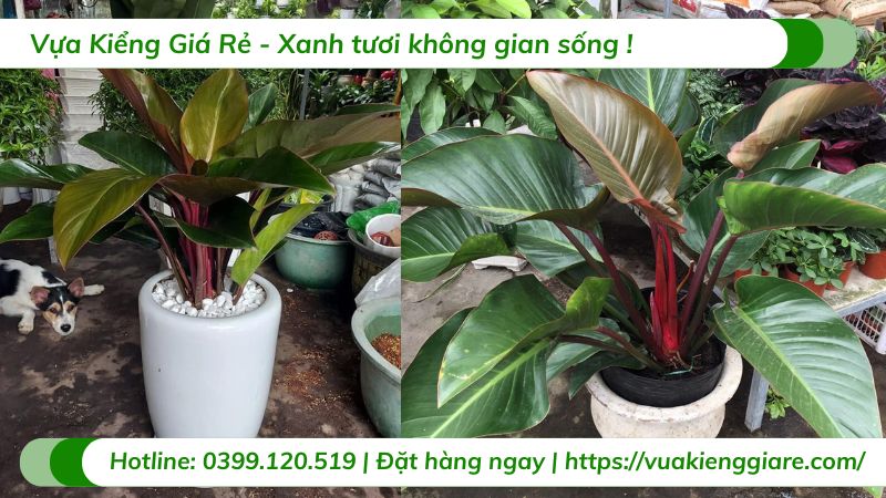 Cây trầu bà đế vương nâu nội thất 