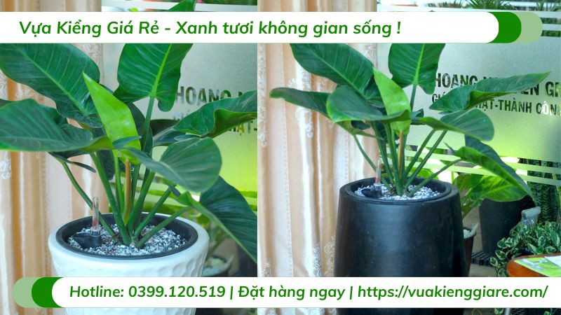 Cây trầu bà đế vương xanh trồng chậu văn phòng