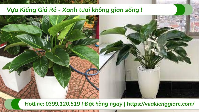 Cây trầu bà đế vương xanh trồng chậu văn phòng
