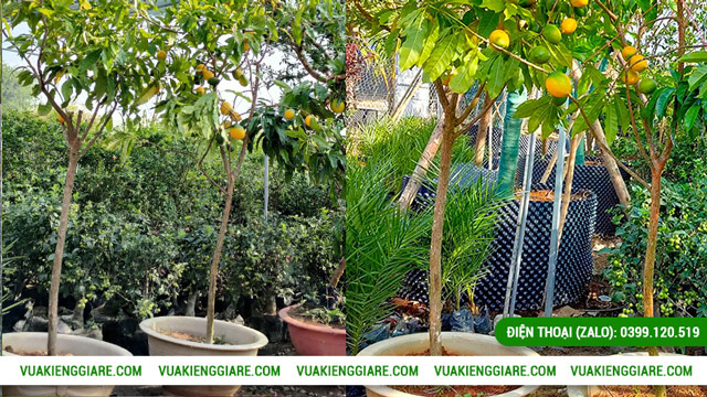 Tác dụng của trái vú sữa hoàng kim