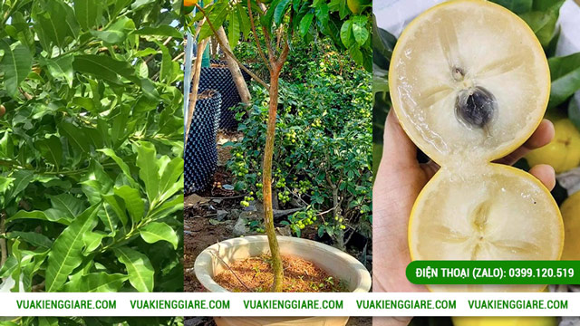 Nguồn gốc và đặc điểm của cây vú sữa Hoàng Kim