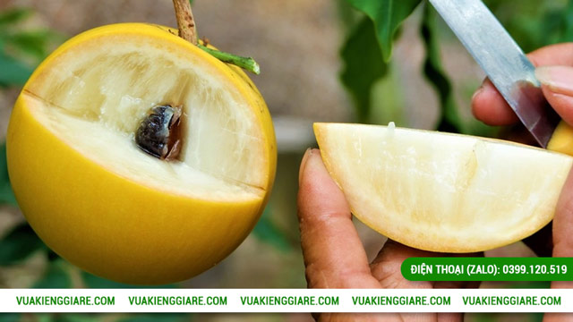 Tác dụng của trái vú sữa hoàng kim