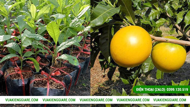 Kỹ thuật chăm sóc cây vú sữa Hoàng Kim