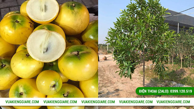 Phương pháp nhân giống cây vú sữa Hoàng Kim