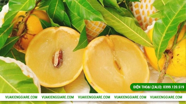 Vú sữa Hoàng Kim trồng bao lâu có trái ?