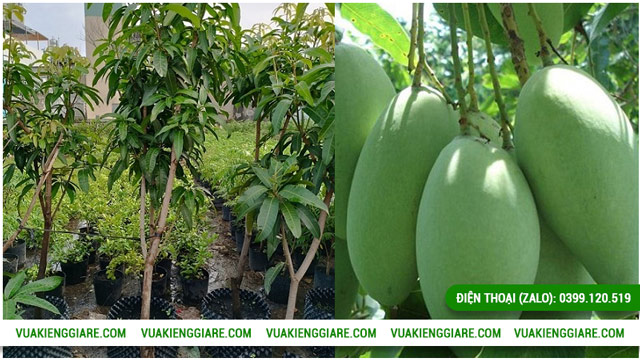 Đặc điểm về sinh lý của cây xoài Đài Loan cổ thụ