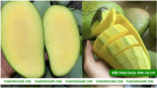 Lợi ích kinh tế từ cây xoài Đài Loan cổ thụ