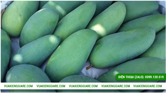 Lợi ích kinh tế từ cây xoài Đài Loan cổ thụ