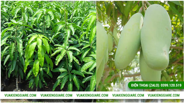 Cách trồng và chăm sóc cây xoài Đài Loan cổ thụ