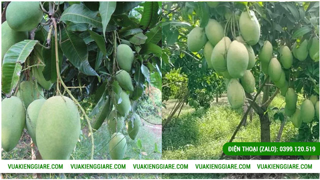 Cách trồng và chăm sóc cây xoài Đài Loan cổ thụ