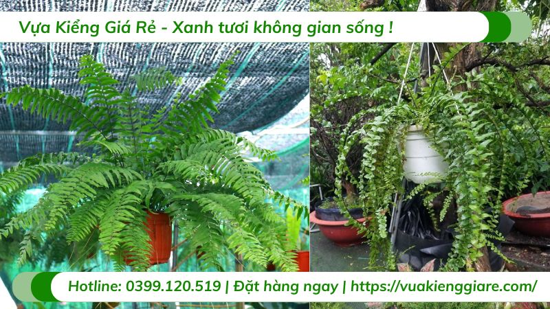Dương xỉ thòng thái lan