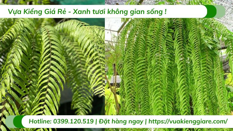 Dương xỉ thòng thái lan