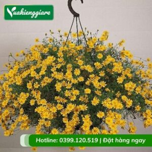 Hoa bi sao băng chậu treo