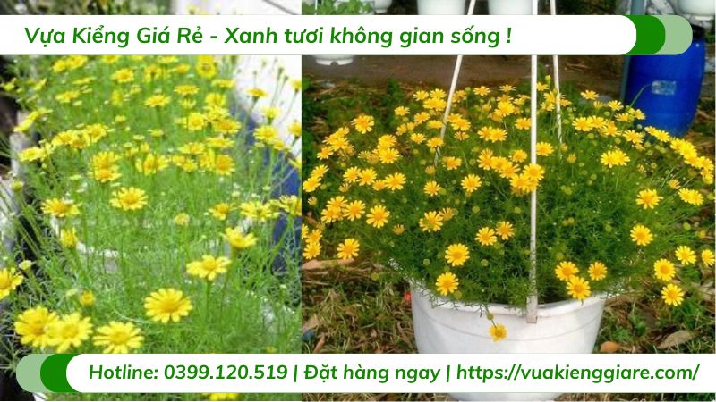 Hoa bi sao băng chậu treo