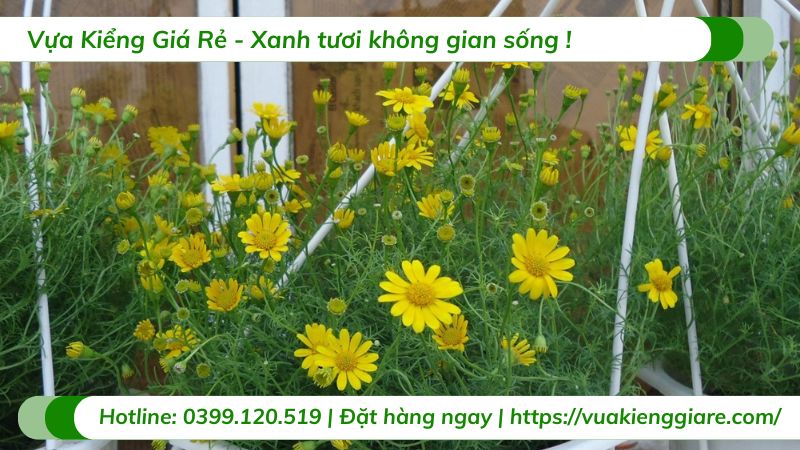 Hoa bi sao băng chậu treo