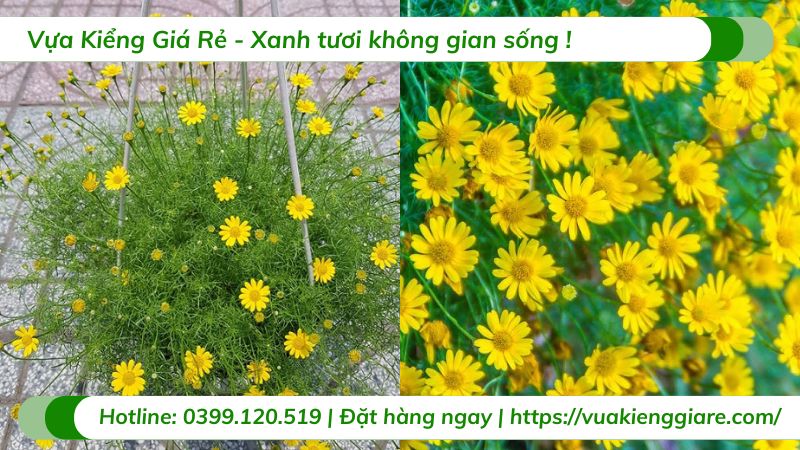 Hoa bi sao băng chậu treo