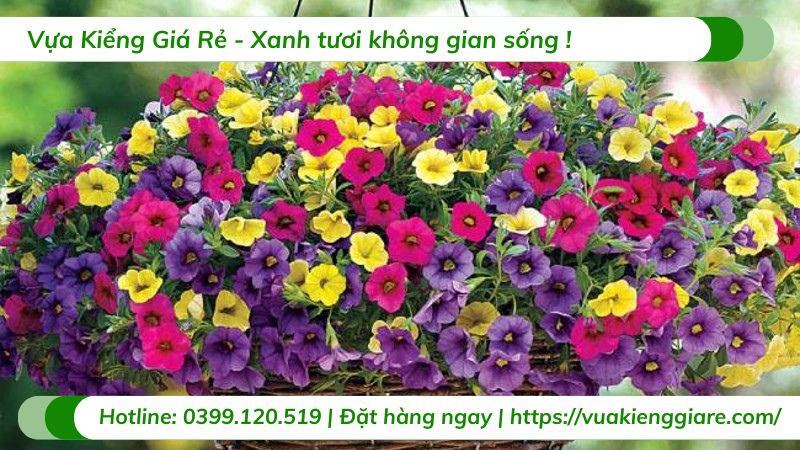Hoa triệu chuông chậu treo