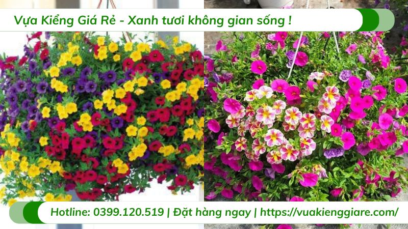 Hoa triệu chuông chậu treo