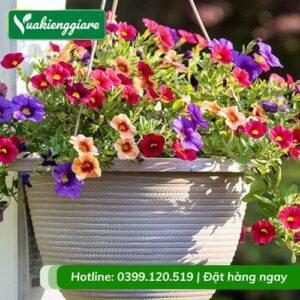 Hoa triệu chuông chậu treo