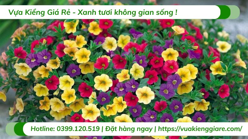 Hoa triệu chuông chậu treo