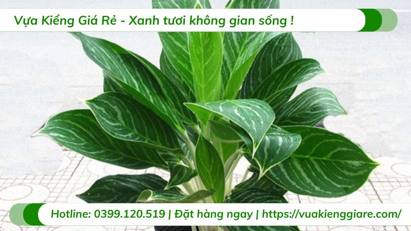 cây bạch mã hoàng tử
