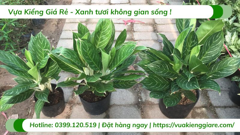 cây bạch mã hoàng tử