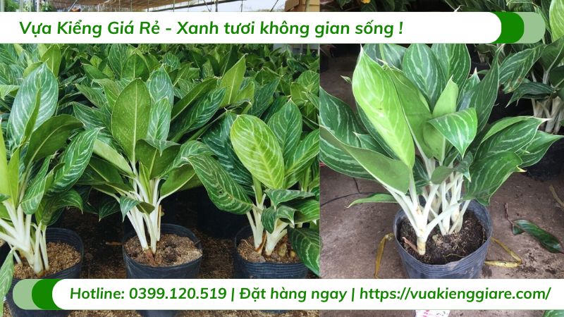 cây bạch mã hoàng tử