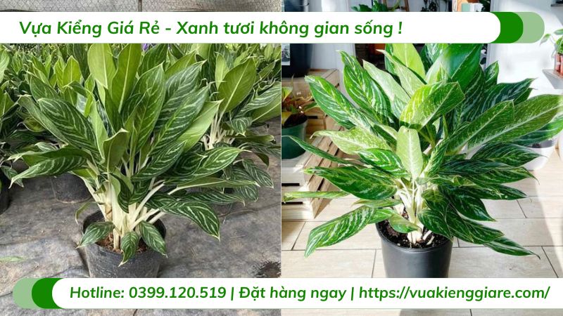 cây bạch mã hoàng tử