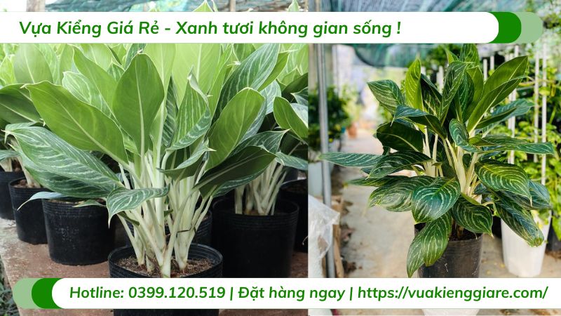 cây bạch mã hoàng tử