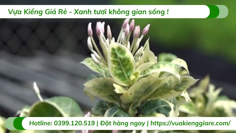 cây bông trang cẩm thạch