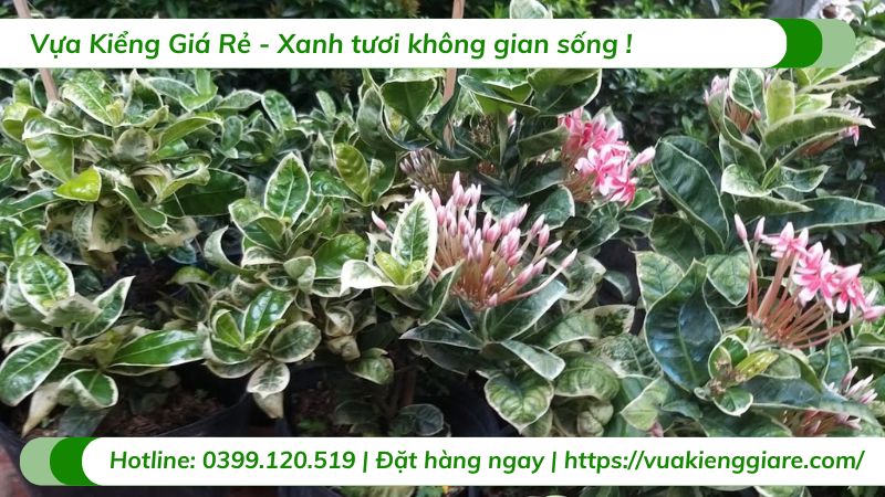 cây bông trang cẩm thạch