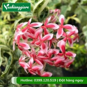 cây bông trang cẩm thạch