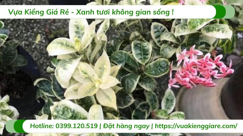 cây bông trang cẩm thạch