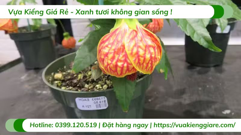 cây bụp lồng đèn