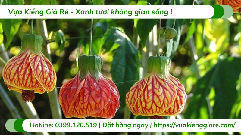 cây bụp lồng đèn