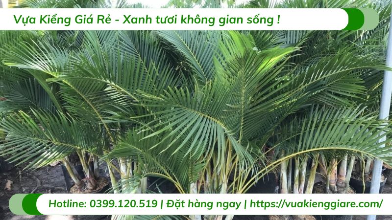 cây cau kiểng vàng