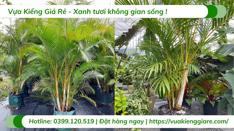 cây cau kiểng vàng