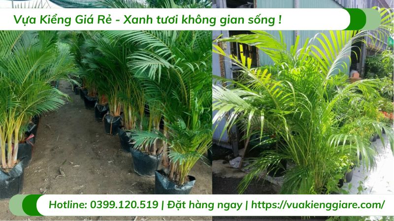 cây cau kiểng vàng