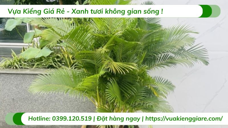 cây cau kiểng vàng