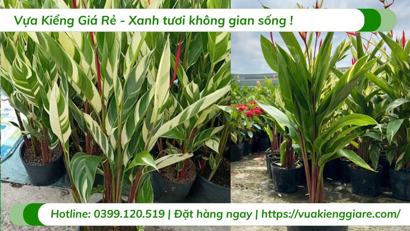 cây chuối mỏ két cẩm thạch