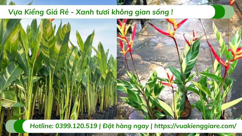 cây chuối mỏ két cẩm thạch