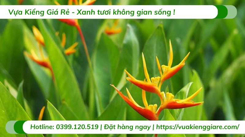 cây chuối mỏ két thái lan