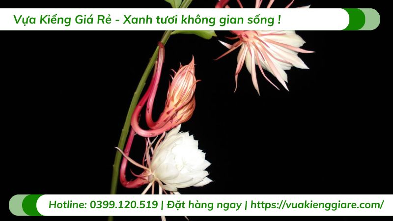 cây dạ quỳnh (quỳnh nở đêm)