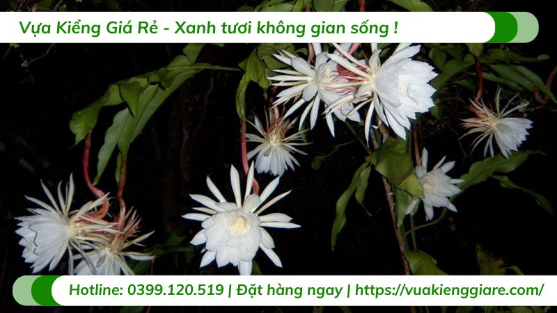 cây dạ quỳnh (quỳnh nở đêm)