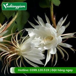 cây dạ quỳnh (quỳnh nở đêm)