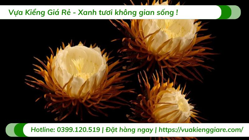 cây dạ quỳnh (quỳnh nở đêm)