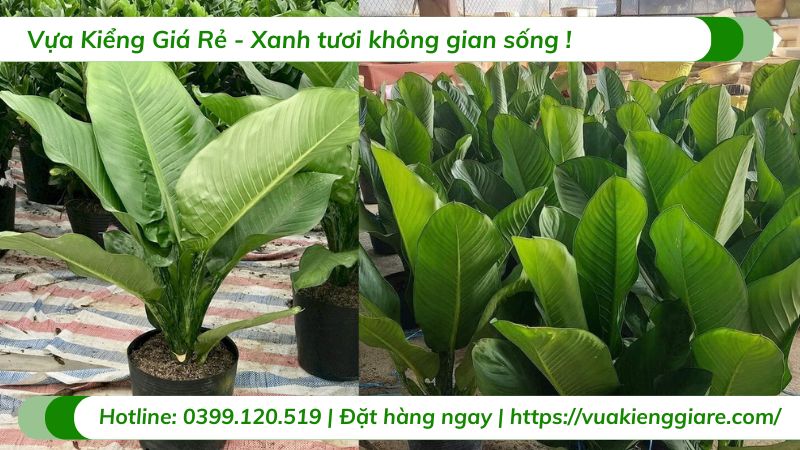 cây đại phú gia